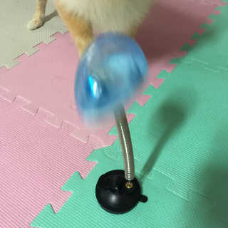 딩이둥이님이 올린 리뷰 사진 2