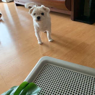 [펫토리아] 한판뚝딱 강아지 배변판 실속형,초대형 — 4.5점을 준 리뷰어가 2019년 6월 올린 사용 사진