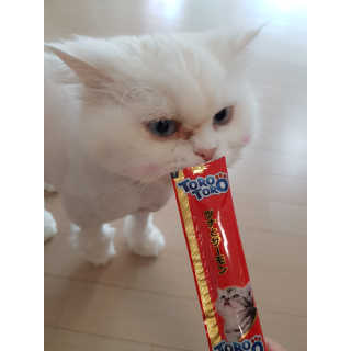 펫토리아 짜먹는 토로토로 고양이 파우치 간식 — 5점을 준 리뷰어가 2019년 6월 올린 사용 사진