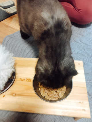 [펫토리아] 맛도 영양도 BEST 한끼뚝딱 강아지 사료 — 5점을 준 리뷰어가 2019년 4월 올린 사용 사진