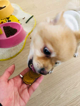 [브루클린펫코] 프리미엄 강아지 수제 쿠키 2종 SET — 4.5점을 준 리뷰어가 2020년 2월 올린 사용 사진