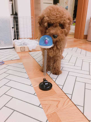 옥희독희 스윙토이 — 5점을 준 리뷰어가 2019년 8월 올린 사용 사진