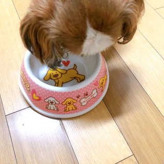 베츠 고메스톡 2종 강아지츄르 사료, 물 전용토핑육수 — 5점을 준 리뷰어가 2019년 7월 올린 사용 사진