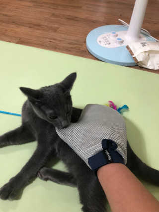 Four paws 리뉴얼 포포즈 매직코트 털 제거 브러쉬 — 3점을 준 리뷰어가 2018년 8월 올린 사용 사진