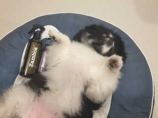 몽실맘님이 올린 리뷰 사진 4