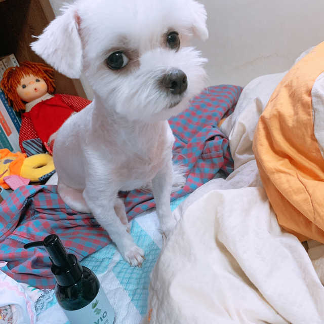 [VIO] 수의사 추천 반려동물 생 유산균 리뷰 사진