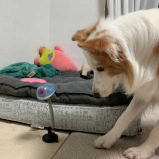 떡볶이죠아님이 올린 리뷰 사진 3