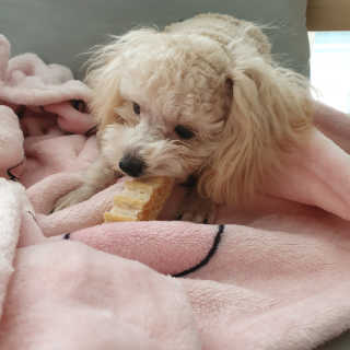 냥아치들님이 올린 리뷰 사진 4