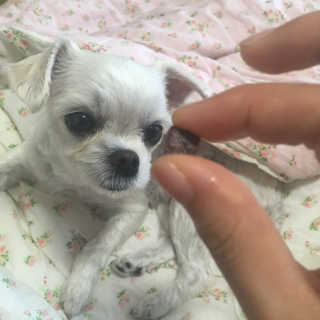 펫츠플레이트 동결건조간식 기호성 테스트 8종 — 5점을 준 리뷰어가 2018년 5월 올린 사용 사진