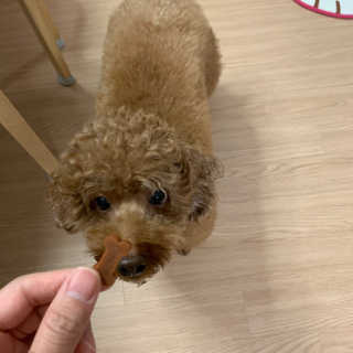잠보아 뉴트리페어 굿바이 조인트페인 — 5점을 준 리뷰어가 2019년 10월 올린 사용 사진