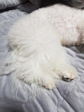 삼숑이맘님이 올린 리뷰 사진 2
