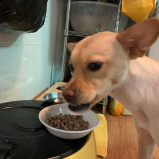 [펫토리아] 맛도 영양도 BEST 한끼뚝딱 강아지 사료 — 5점을 준 리뷰어가 2019년 4월 올린 사용 사진