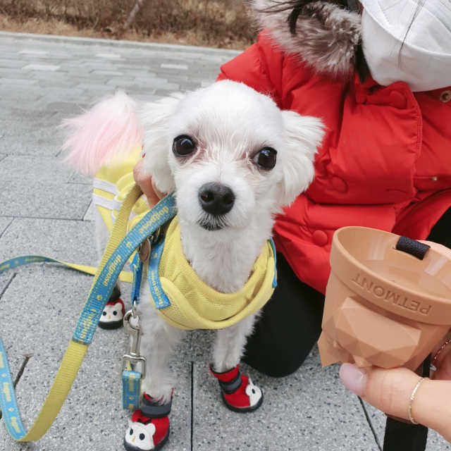 작은 반려견의 데일리 산책물컵 - 페트몽퍼피컵 리뷰 사진