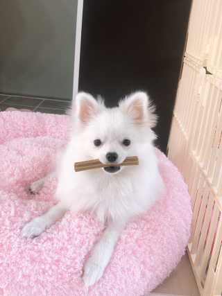 푸디웜 주식회사 [푸디웜] 강아지 저알러지 수제간식 3종세트 — 4점을 준 리뷰어가 2019년 2월 올린 사용 사진