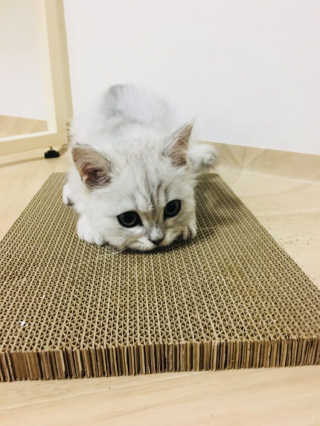 단발소녀님이 올린 리뷰 사진 3