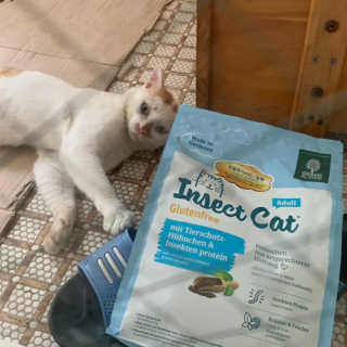 그린펫푸드 인섹트캣 글루텐프리（1.2KG） — 4점을 준 리뷰어가 2019년 7월 올린 사용 사진