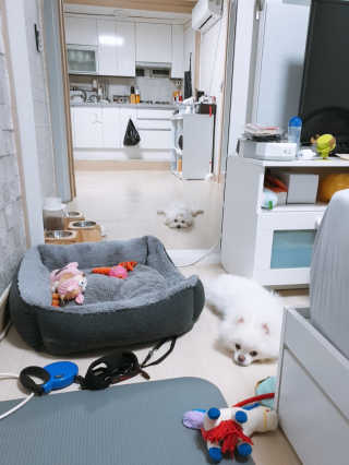 [빙그레] 에버그로 생유산균 1봉（10포입）+펫밀크2팩 — 5점을 준 리뷰어가 2019년 5월 올린 사용 사진