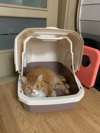 [펫토리아] BEST 한큐뚝딱 고양이 후드형 화장실 — 2.5점을 준 리뷰어가 2019년 1월 올린 사용 사진