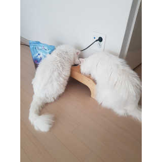 [펫토리아] 퍼스트메이트 고양이 사료 — 4.5점을 준 리뷰어가 2019년 5월 올린 사용 사진