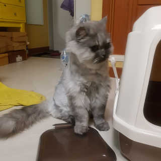 [펫토리아] BEST 한큐뚝딱 고양이 후드형 화장실 — 4.83점을 준 리뷰어가 2019년 1월 올린 사용 사진