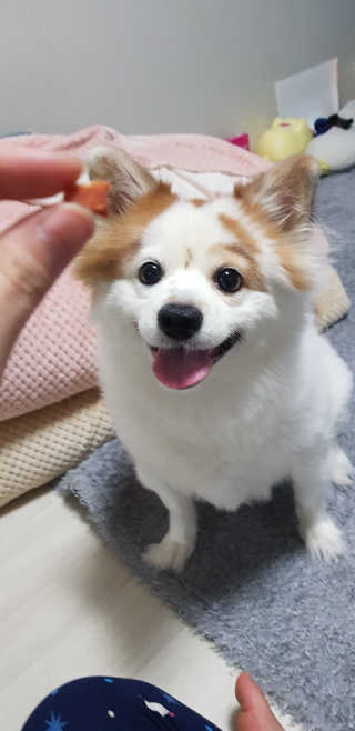 [펫토리아] 뚝딱뚝딱 400g 강아지 간식 베스트5종 — 5점을 준 리뷰어가 2019년 1월 올린 사용 사진