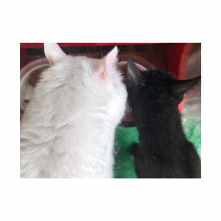 펫토리아 한캔뚝딱 best 강아지캔,고양이주식캔 — 5점을 준 리뷰어가 2019년 6월 올린 사용 사진