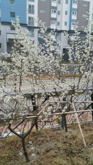 김성희님이 올린 리뷰 사진 1