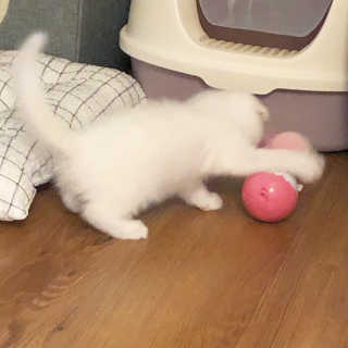kittyiris님이 올린 리뷰 사진 2