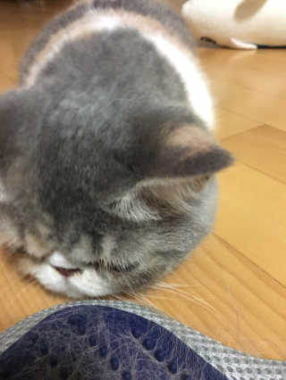 Four paws 리뉴얼 포포즈 매직코트 털 제거 브러쉬 — 4점을 준 리뷰어가 2018년 8월 올린 사용 사진