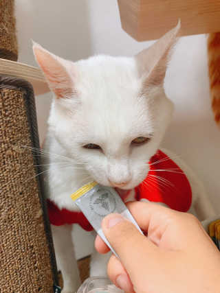 늘봄냥님이 올린 리뷰 사진 2