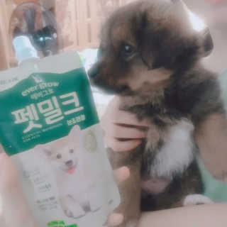 [빙그레] 에버그로 생유산균 1봉（10포입）+펫밀크2팩 — 5점을 준 리뷰어가 2019년 6월 올린 사용 사진