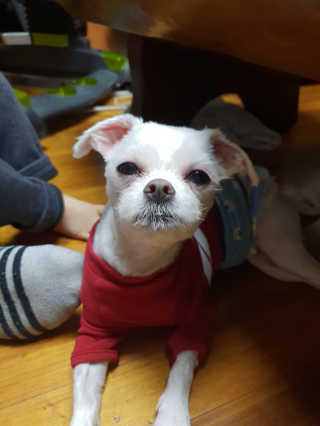 [펫토리아] 맛도 영양도 BEST 한끼뚝딱 강아지 사료 — 5점을 준 리뷰어가 2018년 12월 올린 사용 사진