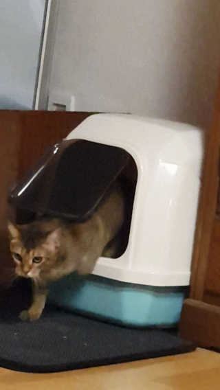 [펫토리아] BEST 한큐뚝딱 고양이 후드형 화장실 — 5점을 준 리뷰어가 2019년 1월 올린 사용 사진