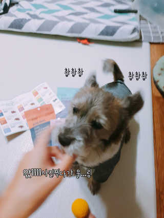 푸디웜 주식회사 [푸디웜] 강아지 저알러지 수제간식 3종세트 — 5점을 준 리뷰어가 2018년 11월 올린 사용 사진