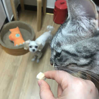 펫츠플레이트 동결건조간식 기호성 테스트 8종 — 5점을 준 리뷰어가 2018년 5월 올린 사용 사진