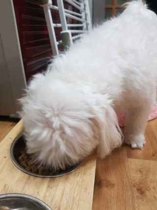 [펫토리아] 맛도 영양도 BEST 한끼뚝딱 강아지 사료 — 5점을 준 리뷰어가 2018년 12월 올린 사용 사진