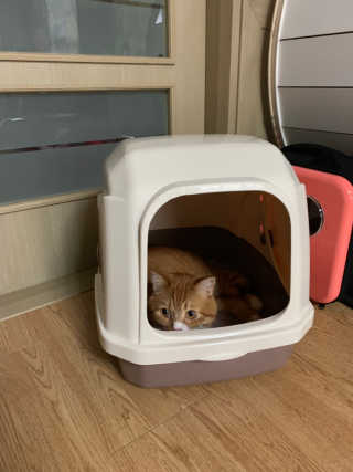 [펫토리아] BEST 한큐뚝딱 고양이 후드형 화장실 — 2.5점을 준 리뷰어가 2019년 1월 올린 사용 사진