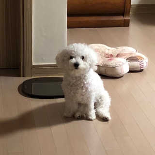 [펫토리아] BEST 한입뚝딱 실속형 강아지 덴탈껌 — 5점을 준 리뷰어가 2019년 2월 올린 사용 사진