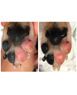 더블리스풀독 샤이니 포우 버터 0.15oz [천연 발바닥 보호제] — 5점을 준 리뷰어가 2018년 7월 올린 사용 사진