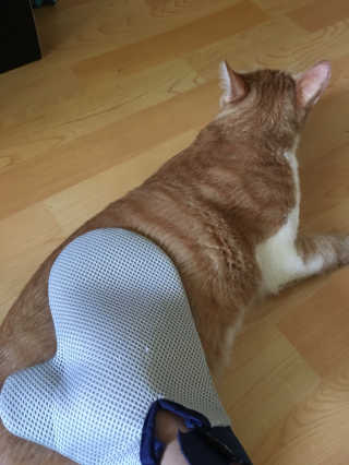 Four paws 리뉴얼 포포즈 매직코트 털 제거 브러쉬 — 4점을 준 리뷰어가 2018년 8월 올린 사용 사진