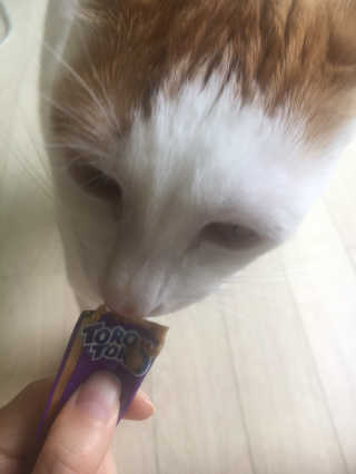 펫토리아 짜먹는 토로토로 고양이 파우치 간식 — 5점을 준 리뷰어가 2019년 6월 올린 사용 사진