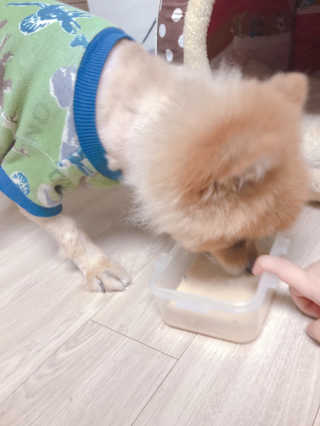 닥터할리펫밀크 8종 — 5점을 준 리뷰어가 2018년 11월 올린 사용 사진