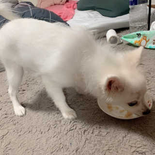 [펫토리아] 토로토로 하치  강아지 파우치간식 — 5점을 준 리뷰어가 2019년 7월 올린 사용 사진