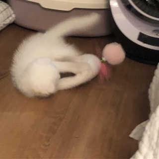 kittyiris님이 올린 리뷰 사진 3