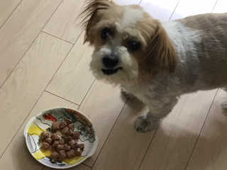 [펫토리아]오스트리아산 강아지 대용량주식캔 빌리 — 5점을 준 리뷰어가 2019년 8월 올린 사용 사진