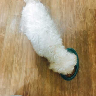 [펫토리아] 맛도 영양도 BEST 한끼뚝딱 강아지 사료 — 5점을 준 리뷰어가 2018년 12월 올린 사용 사진