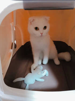 [펫토리아] BEST 한큐뚝딱 고양이 후드형 화장실 — 4.5점을 준 리뷰어가 2019년 1월 올린 사용 사진