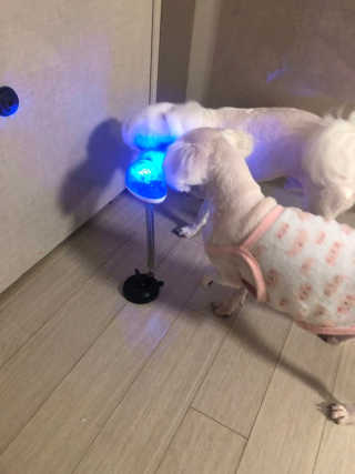 영쮸양님이 올린 리뷰 사진 1