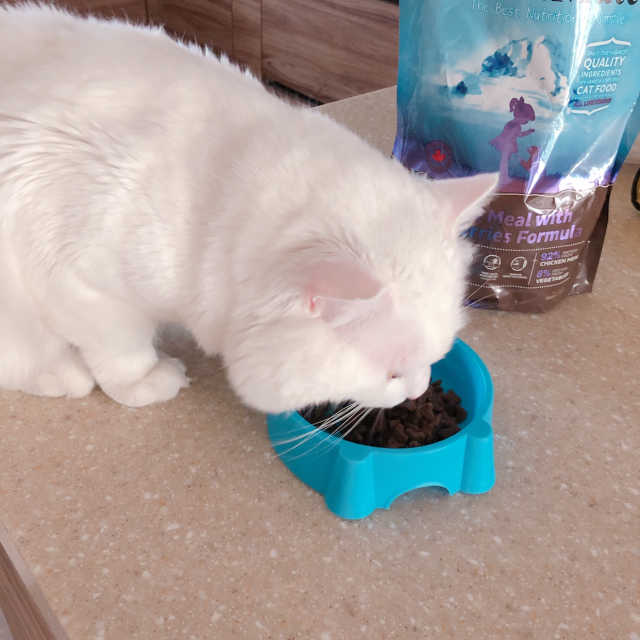 [펫토리아] 퍼스트메이트 고양이 사료 리뷰 사진