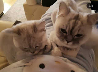 펫토리아 짜먹는 토로토로 고양이 파우치 간식 — 5점을 준 리뷰어가 2019년 6월 올린 사용 사진